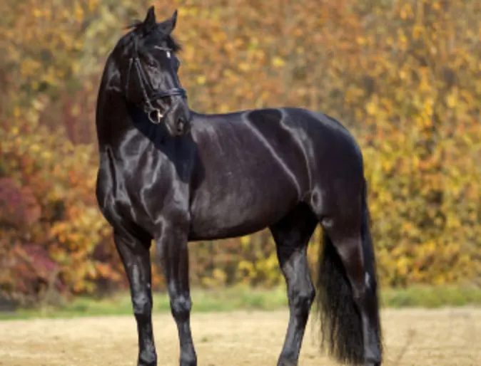 Black horse standing in rural farm setting